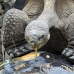 tortoise_galapagos_pa_h_0054_ecu2080.jpg